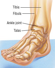 Fractured Ankle Bone Healing