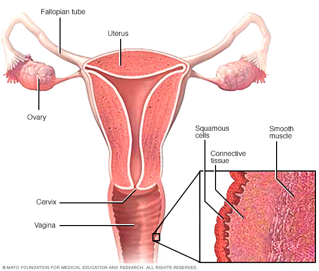 Sintético 93+ Foto fotos de la vagina de una mujer Actualizar