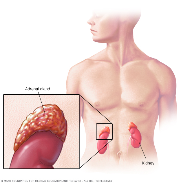 adrenal gland produces