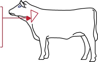 cow image